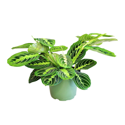 Maranta Leuconeura Fascinator Lemon Lime - Hoogte: 30cm - Potmaat: Ø12cm