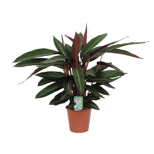 Calathea Stripestar Living - Hoogte: 65cm - Potmaat: Ø17cm