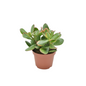 Crassula Ovata Sunset - Hoogte: 15cm - Potmaat: Ø10,5cm