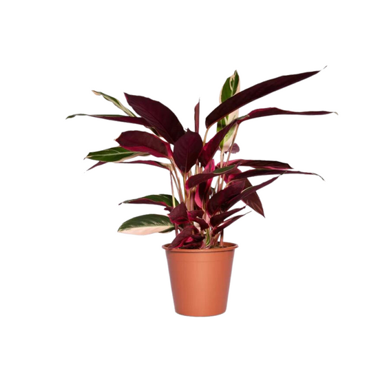 Calathea Triostar - Hoogte: 80cm - Potmaat: Ø19cm