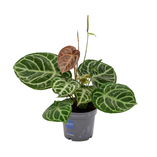 Anthurium Crystal Hybride Compact - Hoogte: 40cm - Potmaat: Ø17cm