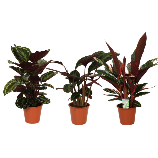 Calathea Symphony - 3 stuks - Hoogte: 70-80 cm - Potmaat: Ø19cm