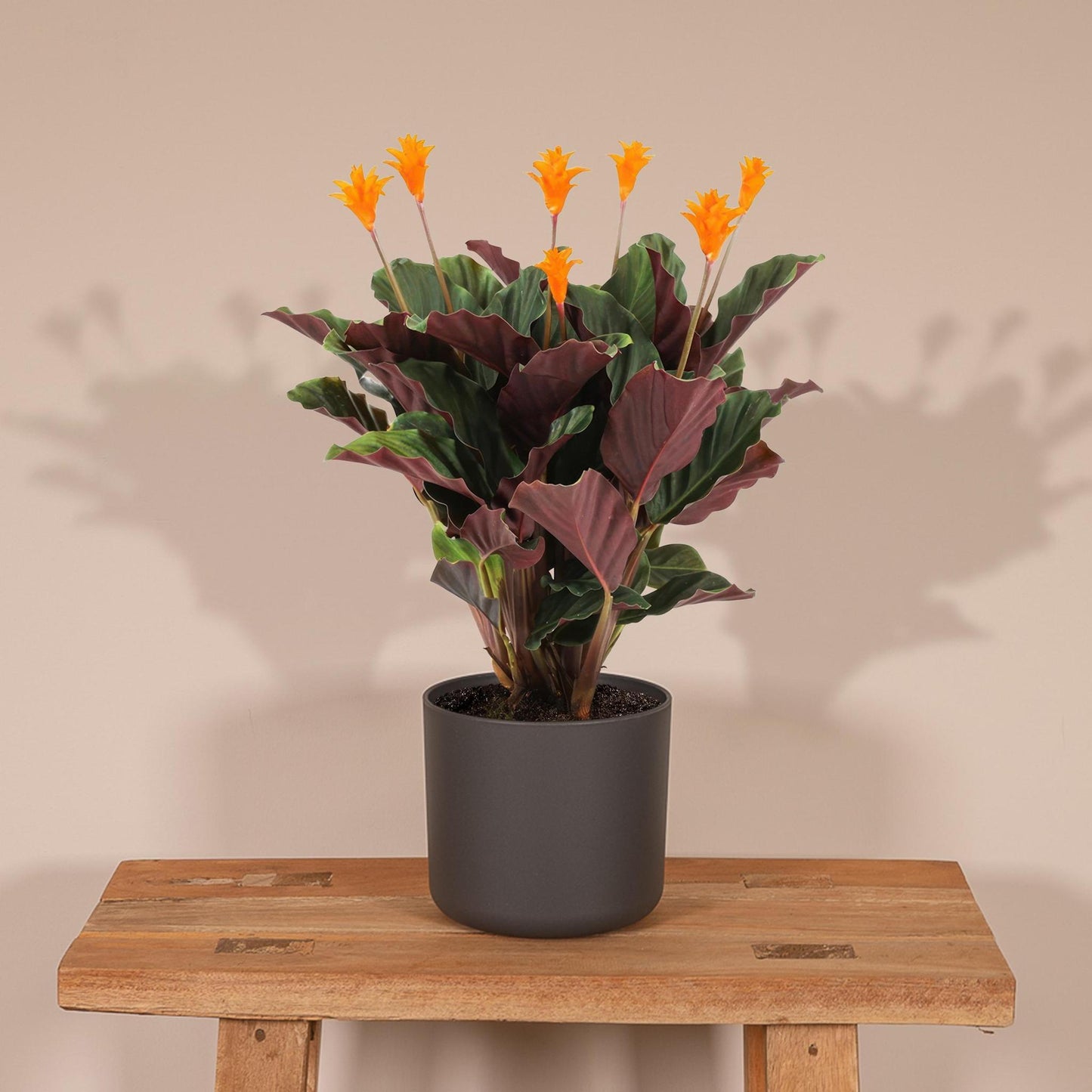 Calathea Crocata (Eeuwige Vlam) - Hoogte: 40cm - Potmaat: ø14cm