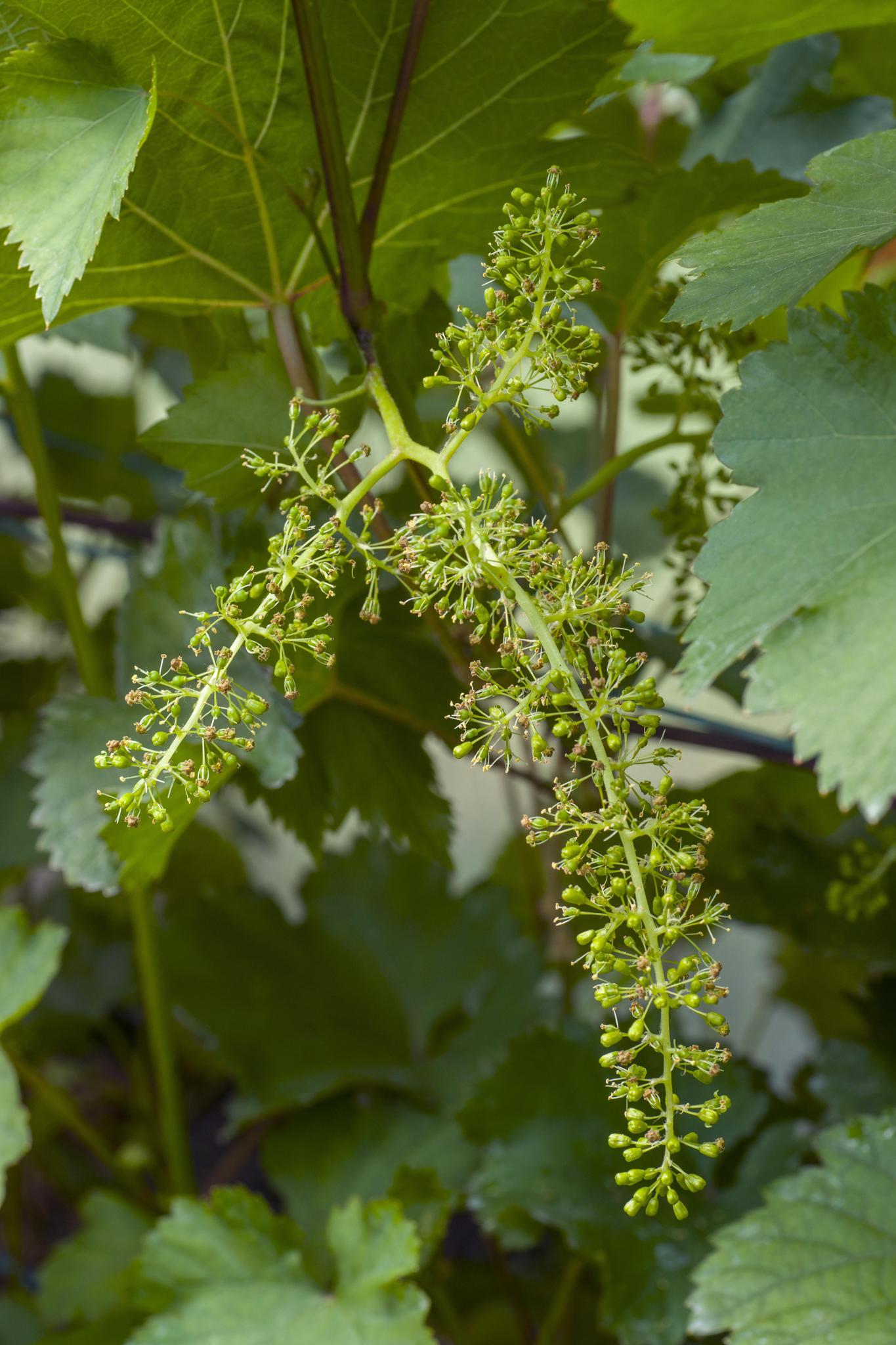 Tasty Green Biologische Vitis vinifera 'Boskoop Glory' (Druif) - Hoogte: 45cm - Potmaat: Ø13cm