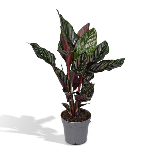 Calathea Ornata (The Living PLant) - Hoogte: 50cm - Potmaat: ø14cm