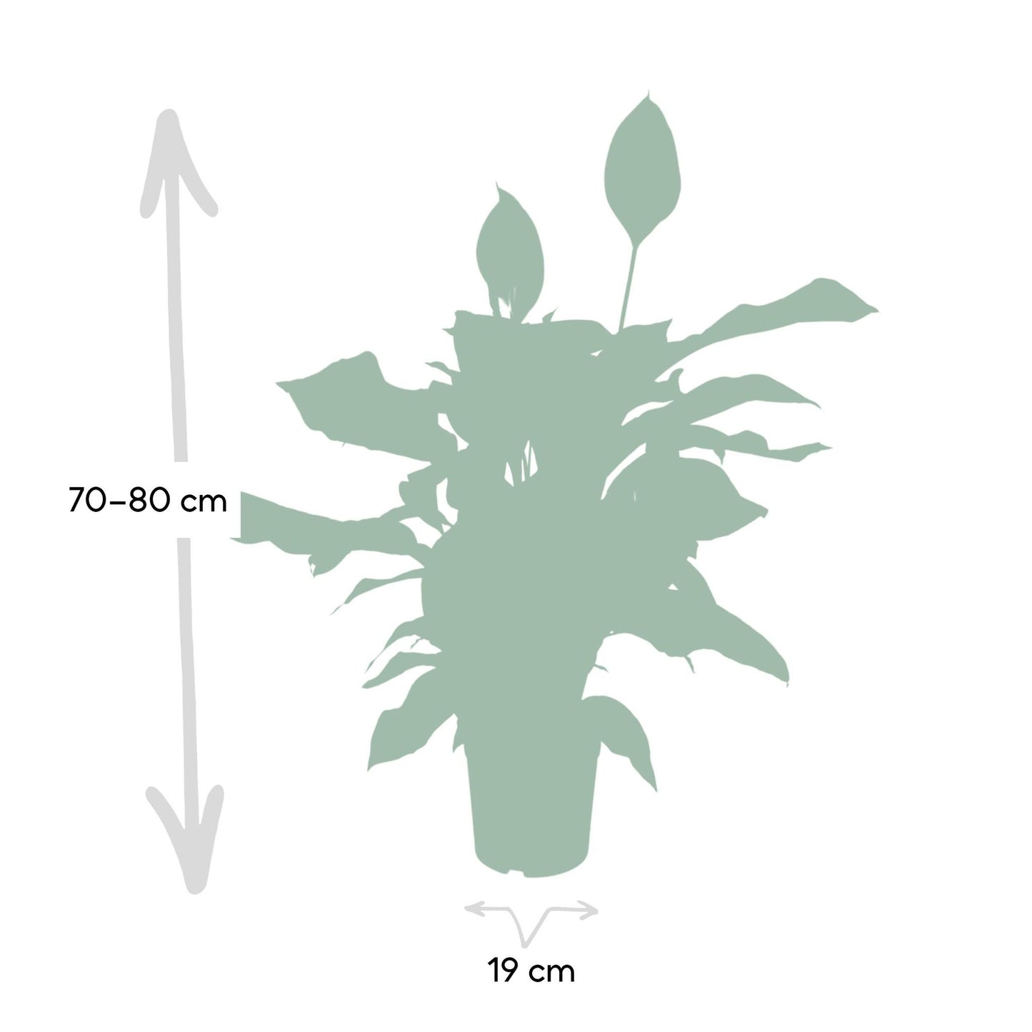 Spathiphyllum (Vredeslelie) - Hoogte: 80cm - Potmaat: Ø19cm