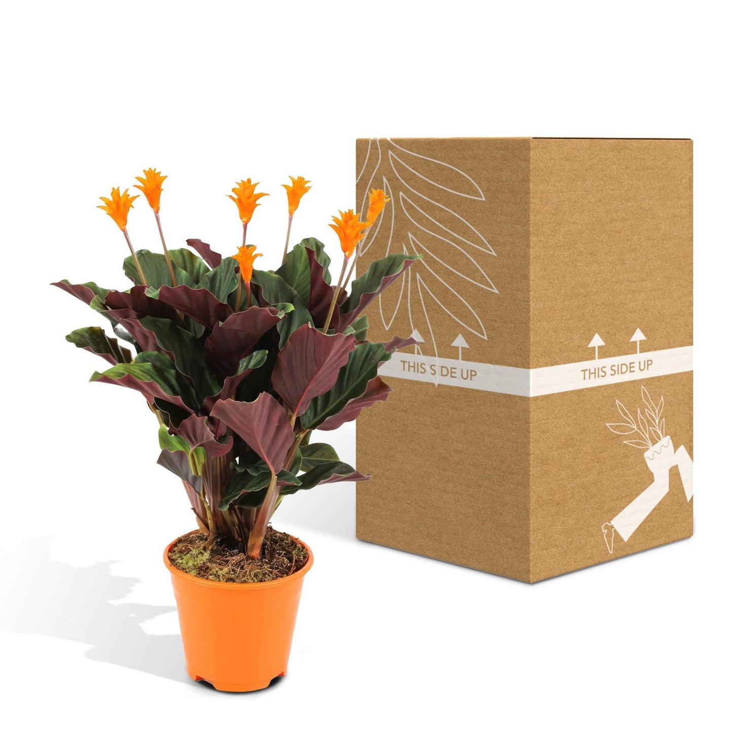 Calathea Crocata (Eeuwige Vlam) - Hoogte: 40cm - Potmaat: ø14cm