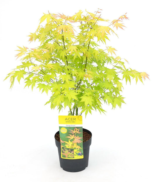 Acer palm 'Orange Dream' (Japanse Esdoorn) - Hoogte: 40cm - Potmaat: Ø19cm