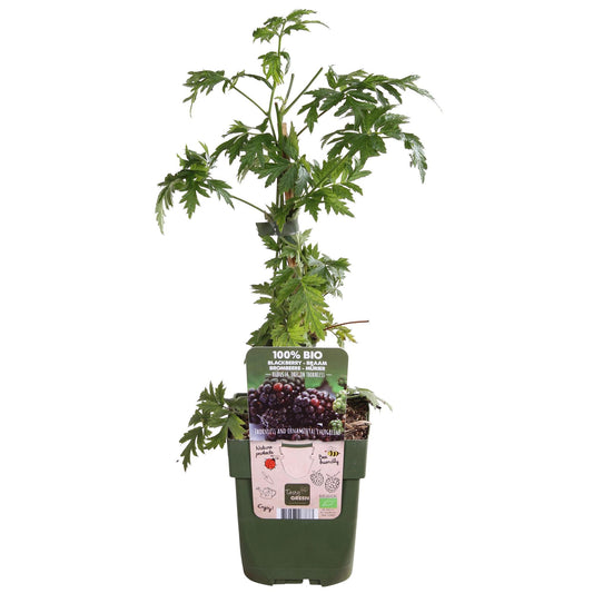 Tasty Green Biologische Rubus fruticosus 'Thornless Evergreen' (Doornloze Klimbraam) - Hoogte: 45cm - Potmaat: Ø13cm