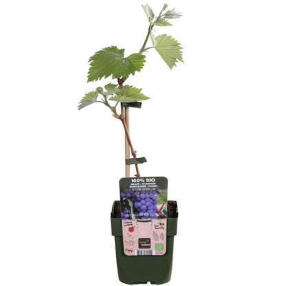 Tasty Green Biologische Vitis vinifera 'Boskoop Glory' (Druif) - Hoogte: 45cm - Potmaat: Ø13cm