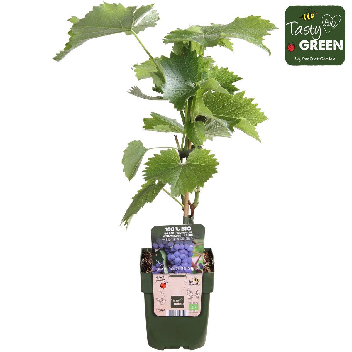 Tasty Green Biologische Vitis vinifera 'Boskoop Glory' (Druif) - Hoogte: 45cm - Potmaat: Ø13cm