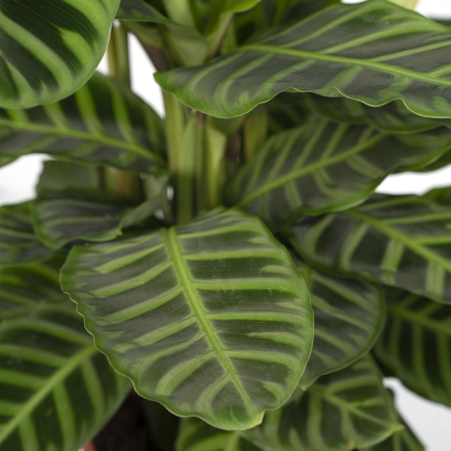 Calathea Zebrina (Pauwenplant) - Hoogte: 80cm - Ø19cm