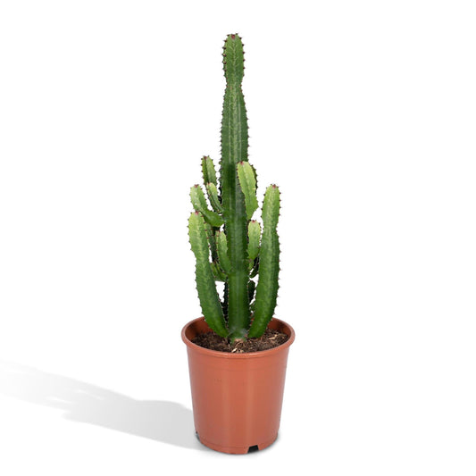 Euphorbia Ingens Acruensis (Cowboy Cactus) - Hoogte: 90cm - Potmaat: Ø24cm