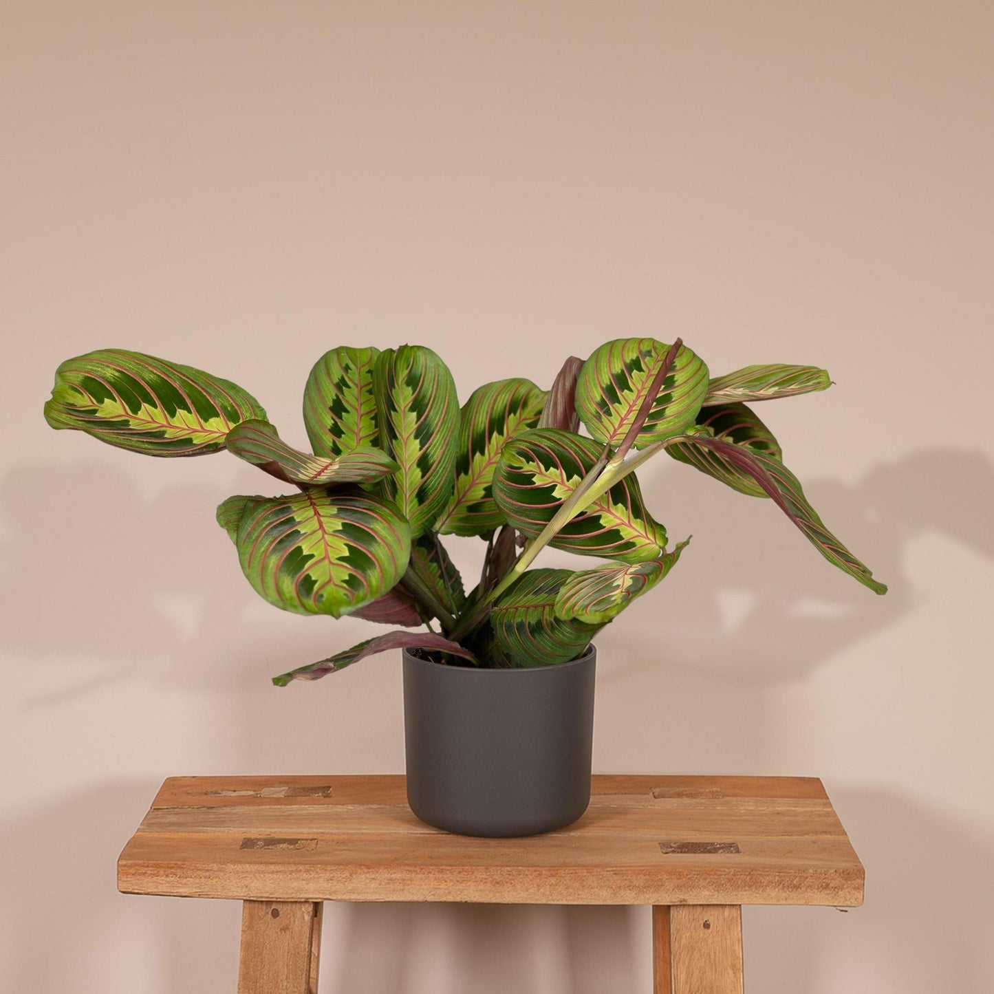 Maranta Fascinator  (De Gebedenplant) - Hoogte: 20cm - Potmaat: Ø12cm