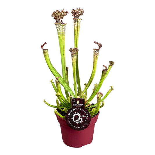 Sarracenia Eva (De Trompetbekerplant) - Hoogte: 40cm - Potmaat: Ø12cm