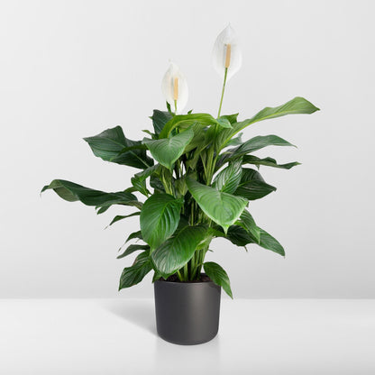 Spathiphyllum (Vredeslelie) - Hoogte: 80cm - Potmaat: Ø19cm