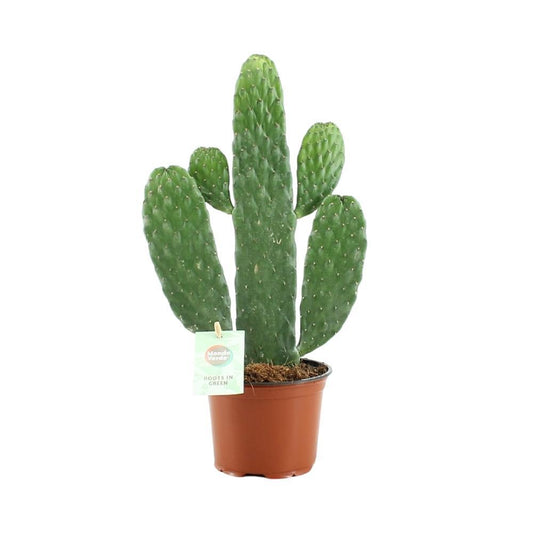 Opuntia Rubescens Consolea (Vijgencactus) - Hoogte: 35cm - Potmaat: Ø12cm