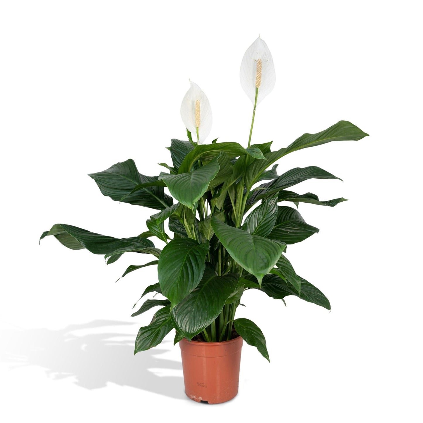 Spathiphyllum (Vredeslelie) - Hoogte: 80cm - Potmaat: Ø19cm