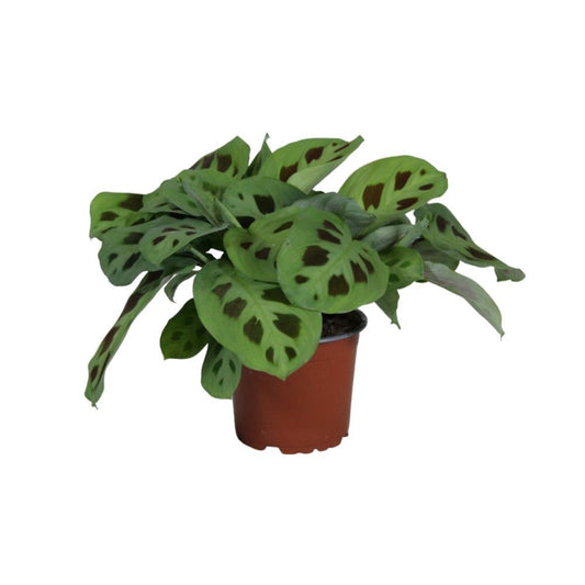 Maranta Leuconeura 'Kerchoveana - Hoogte: 30cm - Potmaat: Ø12cm