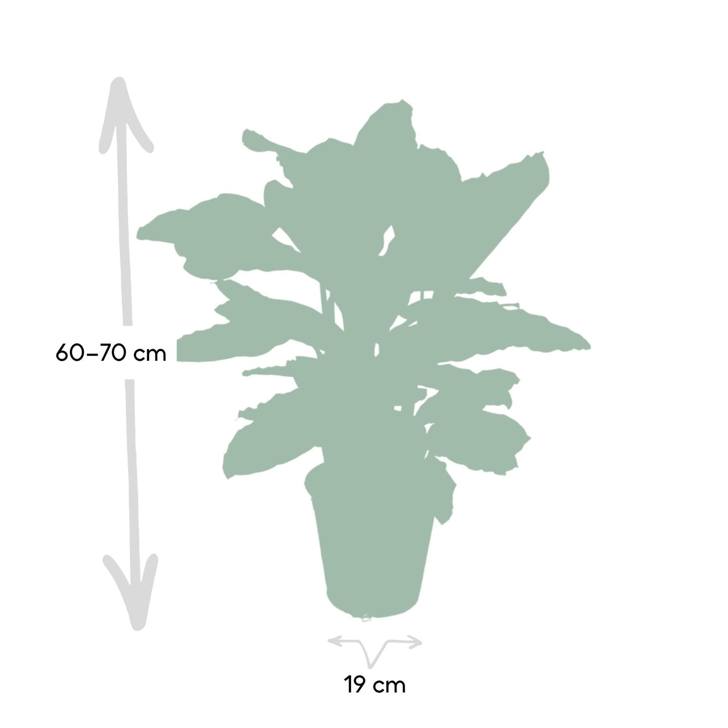 Calathea Zebrina (Pauwenplant) - Hoogte: 80cm - Ø19cm