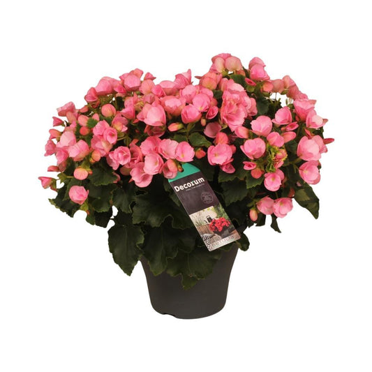 Begonia Betulia Candy - Hoogte: 35cm - Potmaat: Ø19cm