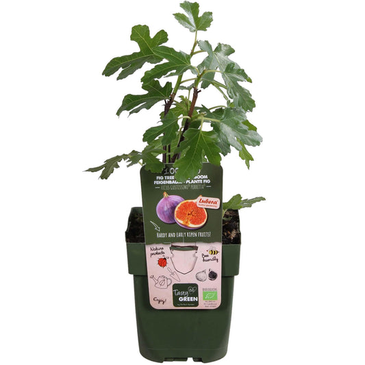 Tasty Green Biologische Ficus Gustissimo® Perretta® (Vijgen) - Hoogte: 45cm - Ø13cm