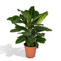 Calathea Zebrina (Pauwenplant) - Hoogte: 80cm - Ø19cm