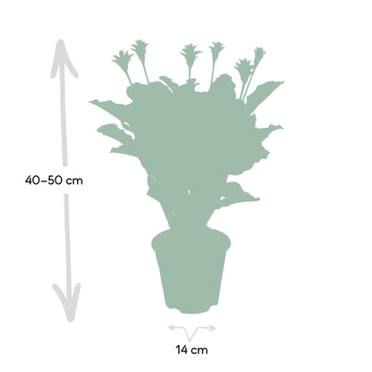 Calathea Crocata (Eeuwige Vlam) - Hoogte: 40cm - Potmaat: ø14cm