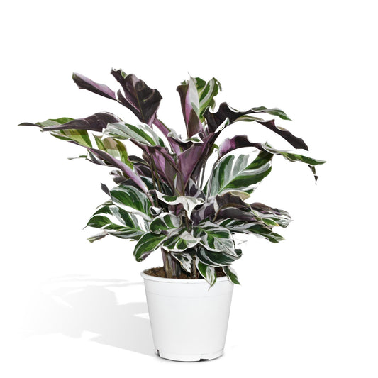 Calathea White Fusion (The Living Plant) - Hoogte: 40cm - Potmaat: Ø14cm