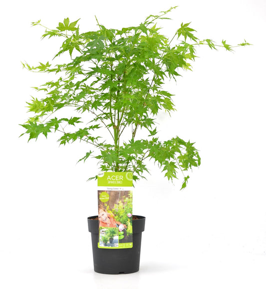 Acer palm 'Going Green'® (Japanse Esdoorn) - Hoogte: 40cm - Potmaat: Ø19cm