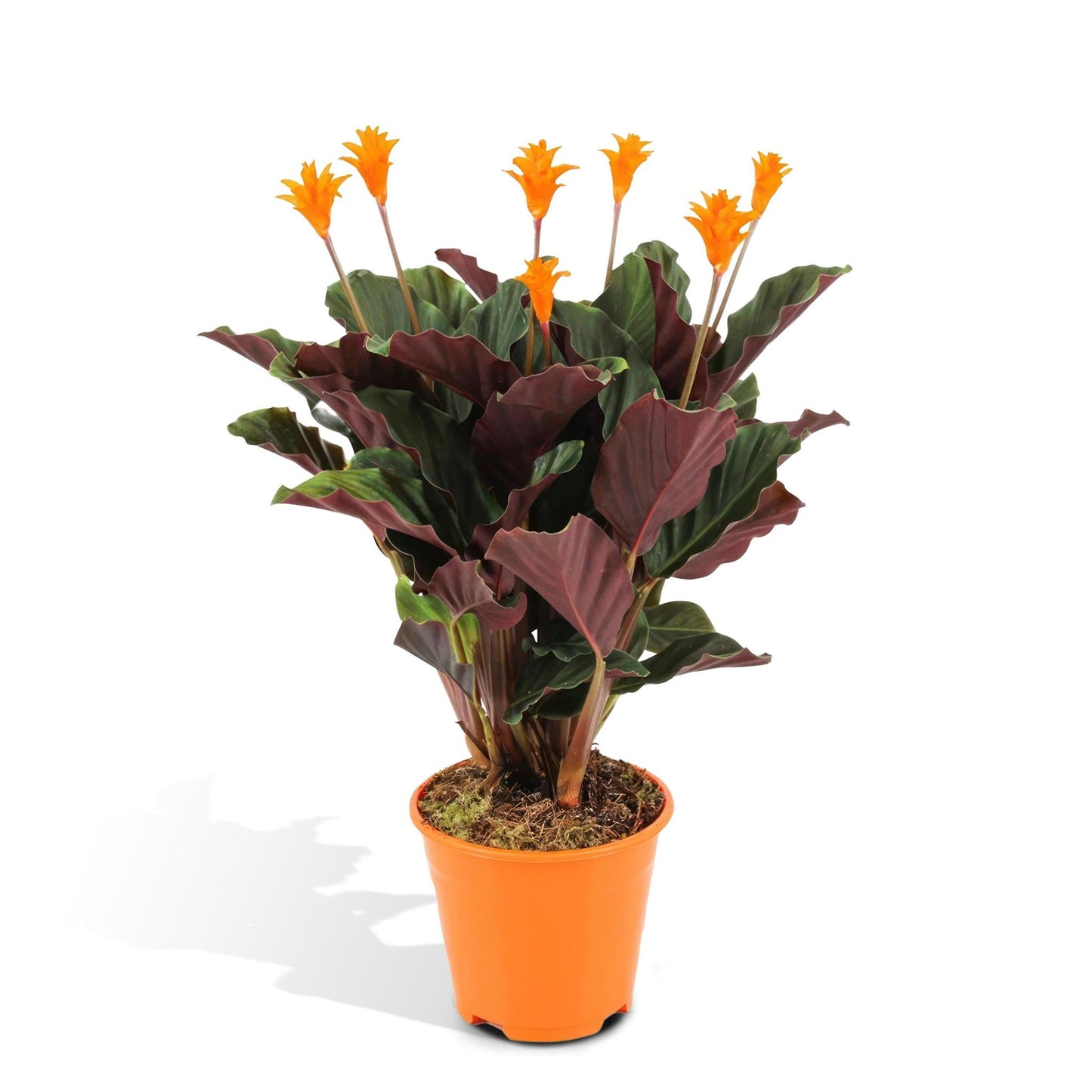 Calathea Crocata (Eeuwige Vlam) - Hoogte: 40cm - Potmaat: ø14cm