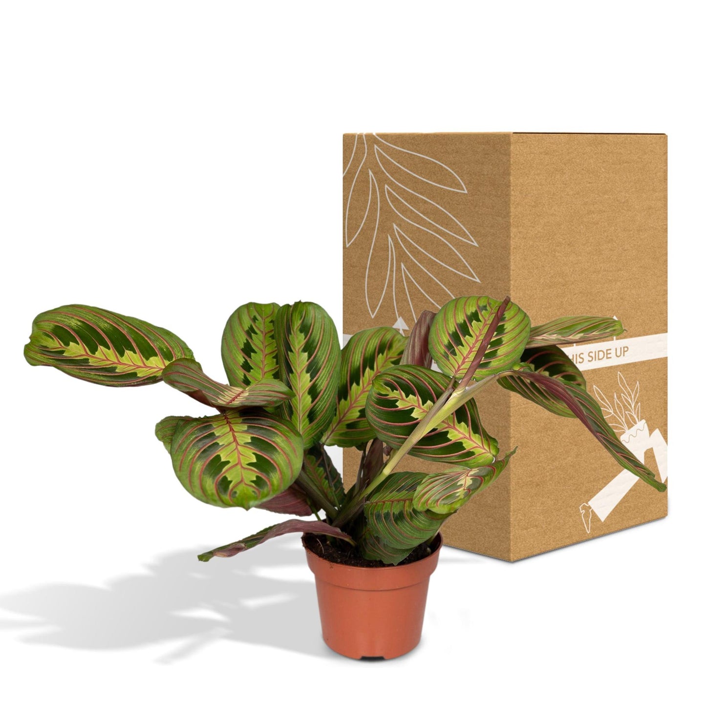 Maranta Fascinator  (De Gebedenplant) - Hoogte: 20cm - Potmaat: Ø12cm