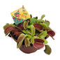 Dionaea Muscipula (De Venus Vliegenval) - Hoogte: 12cm - Potmaat Ø12cm