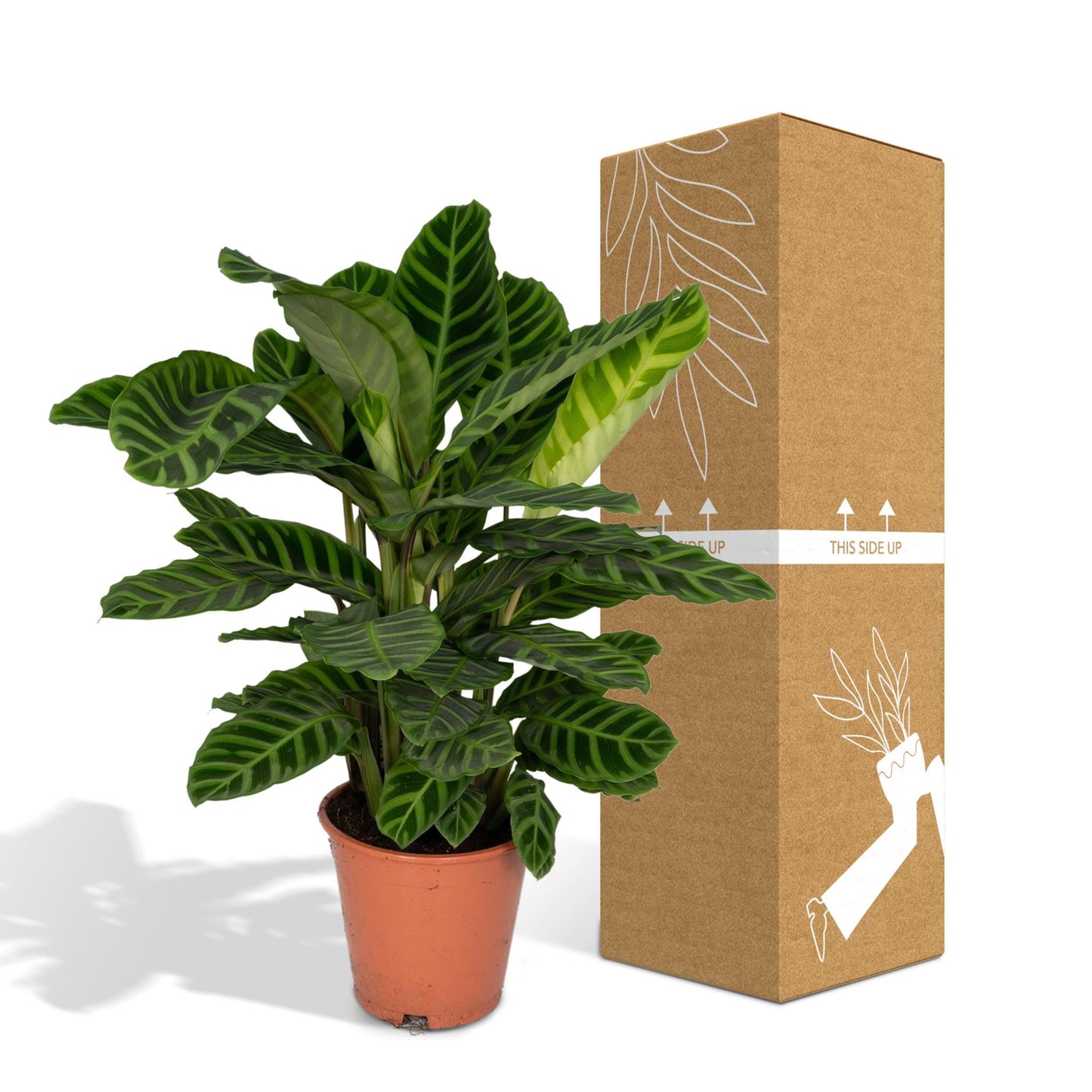 Calathea Zebrina (Pauwenplant) - Hoogte: 80cm - Ø19cm