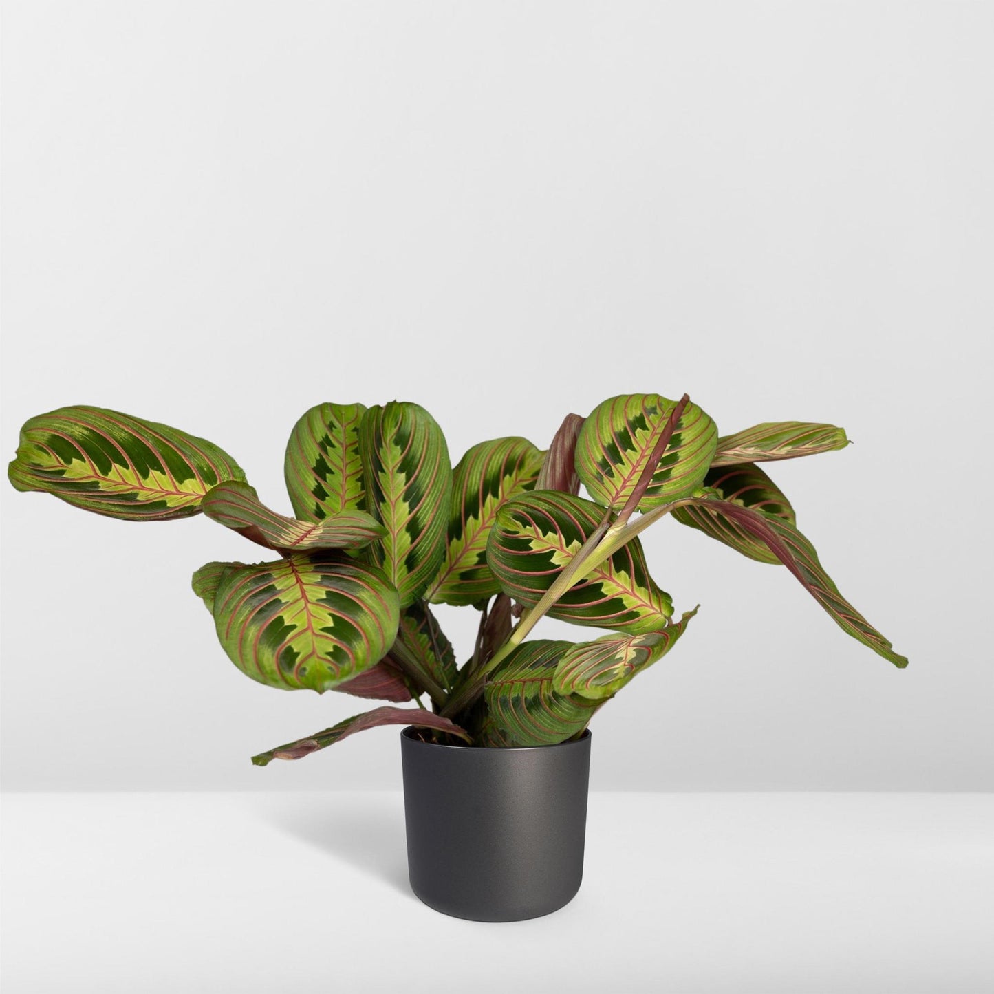 Maranta Fascinator  (De Gebedenplant) - Hoogte: 20cm - Potmaat: Ø12cm