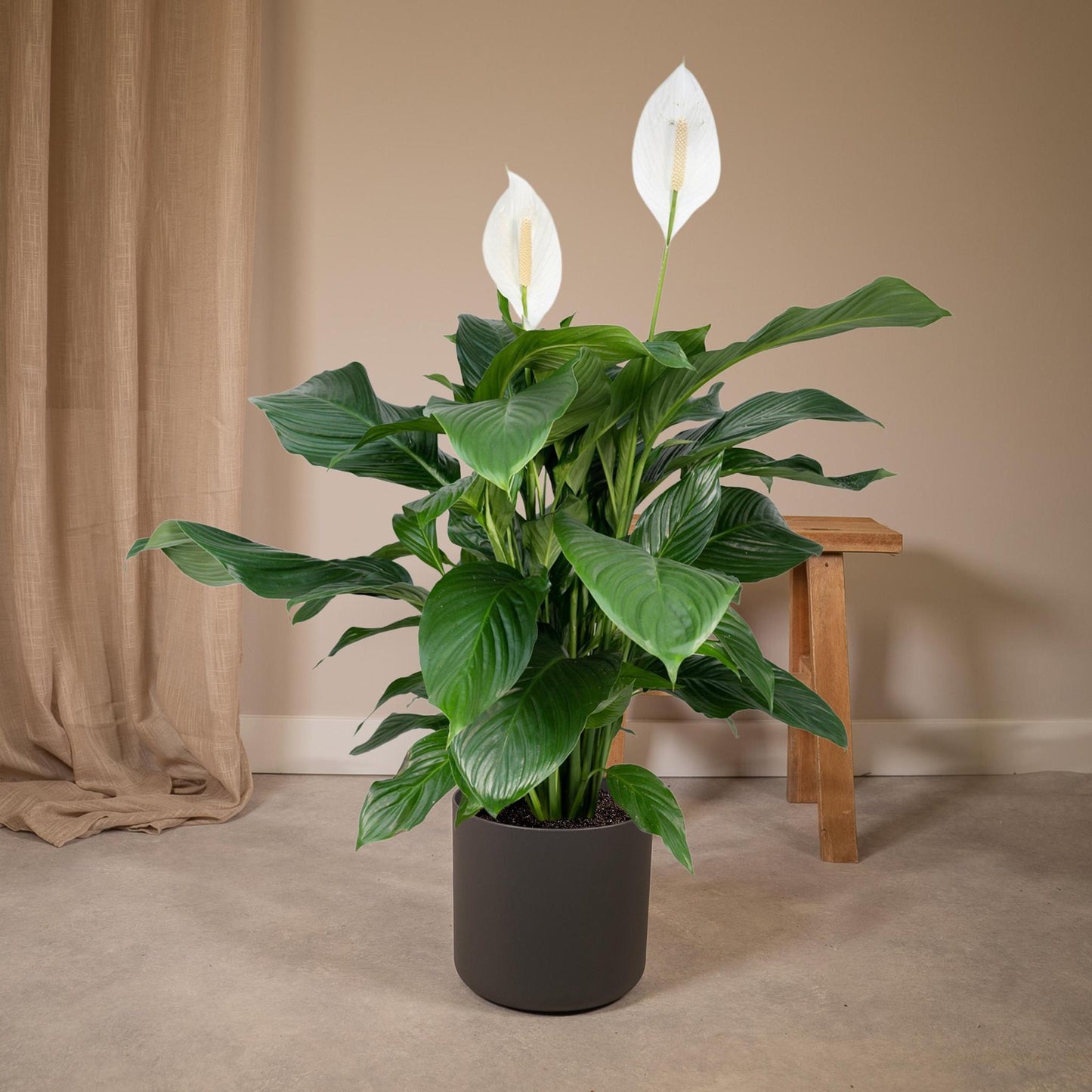 Spathiphyllum (Vredeslelie) - Hoogte: 80cm - Potmaat: Ø19cm