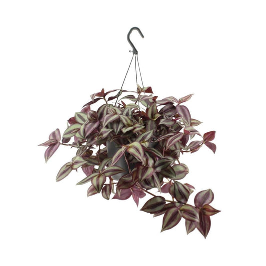 Tradescantia Zebrina (De Vaderplant) - Hoogte: 25cm - Potmaat: Ø17cm