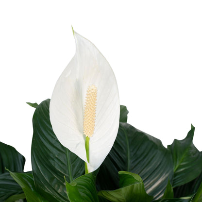 Spathiphyllum (Vredeslelie) - Hoogte: 80cm - Potmaat: Ø19cm