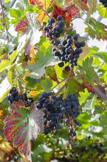 Tasty Green Biologische Vitis vinifera 'Boskoop Glory' (Druif) - Hoogte: 45cm - Potmaat: Ø13cm