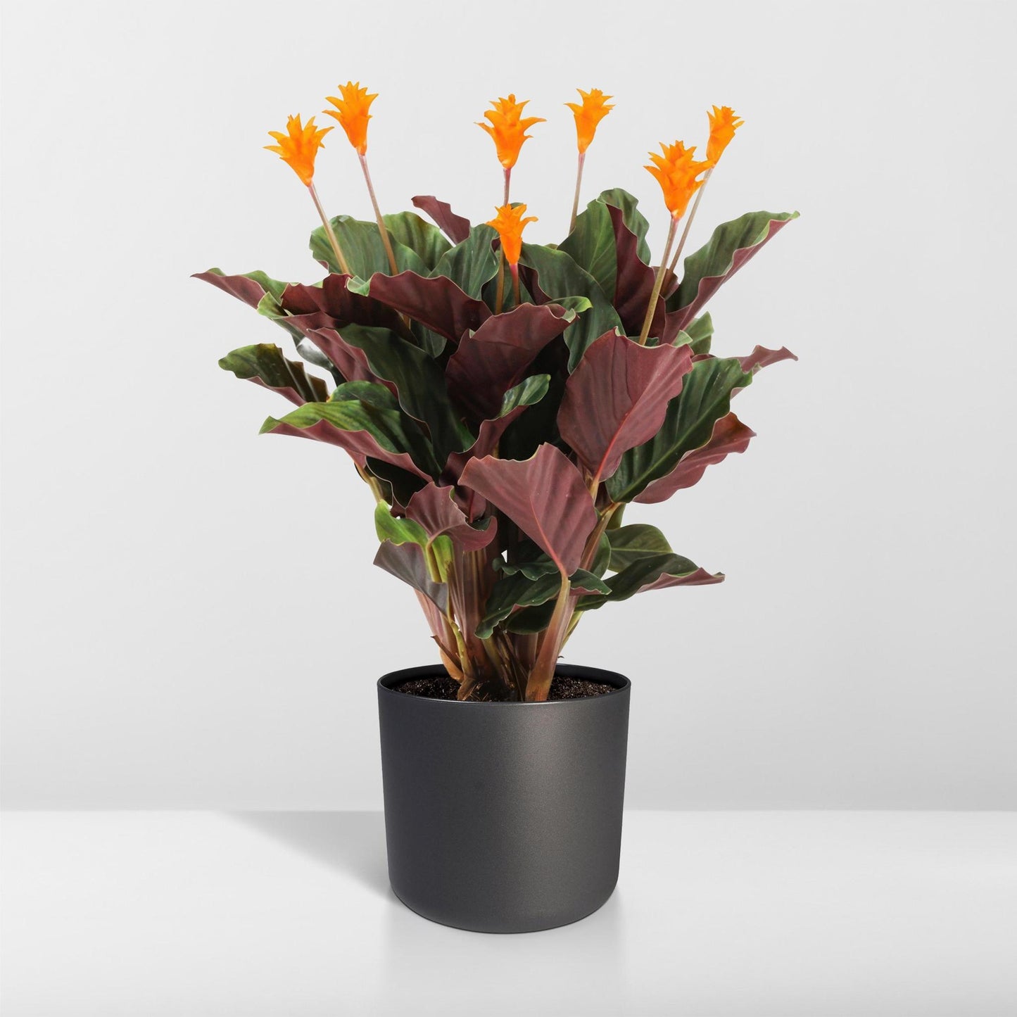 Calathea Crocata (Eeuwige Vlam) - Hoogte: 40cm - Potmaat: ø14cm