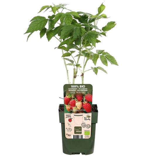 Tasty Green Biologische Rubus idaeus 'Malling Promise' (Framboos) - Hoogte: 45cm - Ø13cm