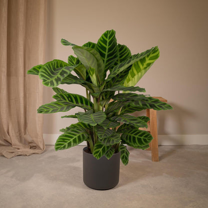 Calathea Zebrina (Pauwenplant) - Hoogte: 80cm - Ø19cm