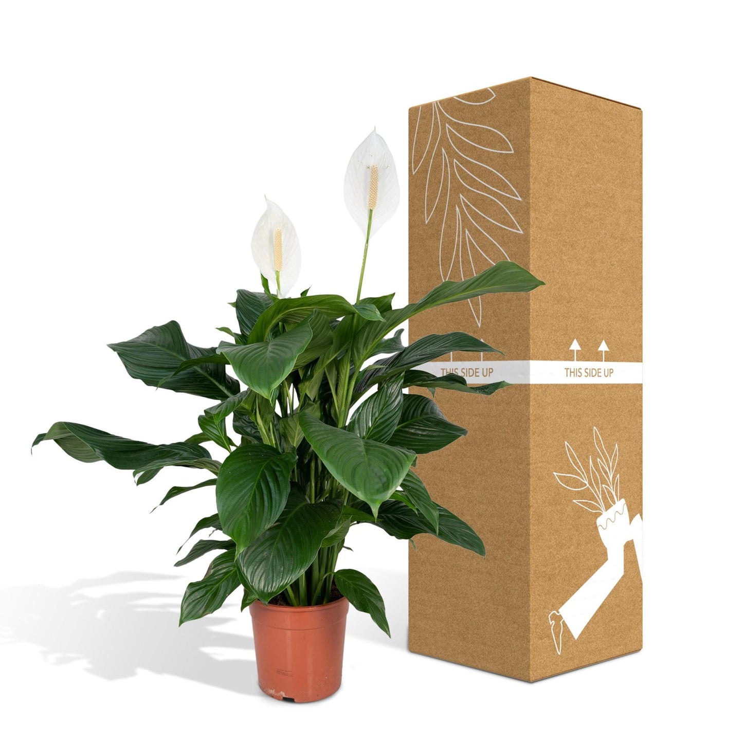 Spathiphyllum (Vredeslelie) - Hoogte: 80cm - Potmaat: Ø19cm