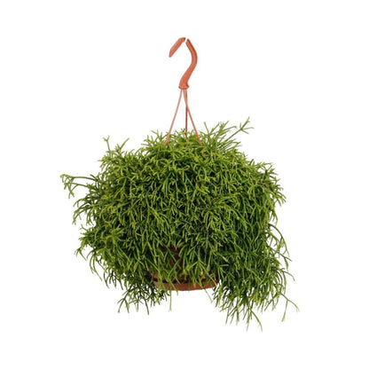 Rhipsalis Heteroclada - Hoogte: 45cm - Potmaat: Ø21cm