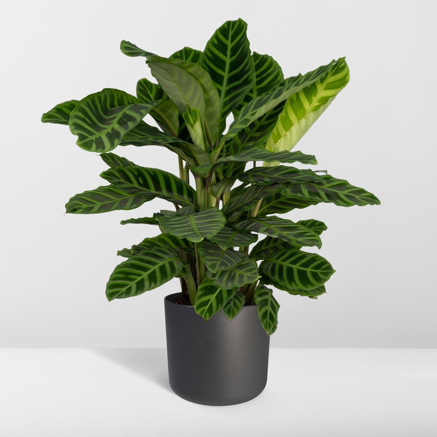 Calathea Zebrina (Pauwenplant) - Hoogte: 80cm - Ø19cm