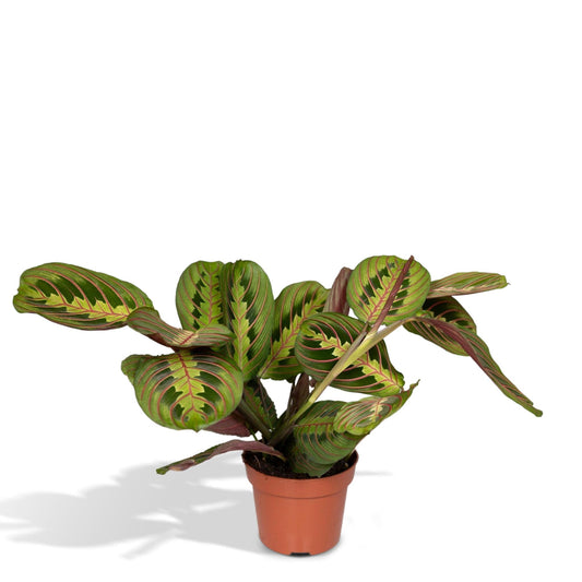 Maranta Fascinator  (De Gebedenplant) - Hoogte: 20cm - Potmaat: Ø12cm