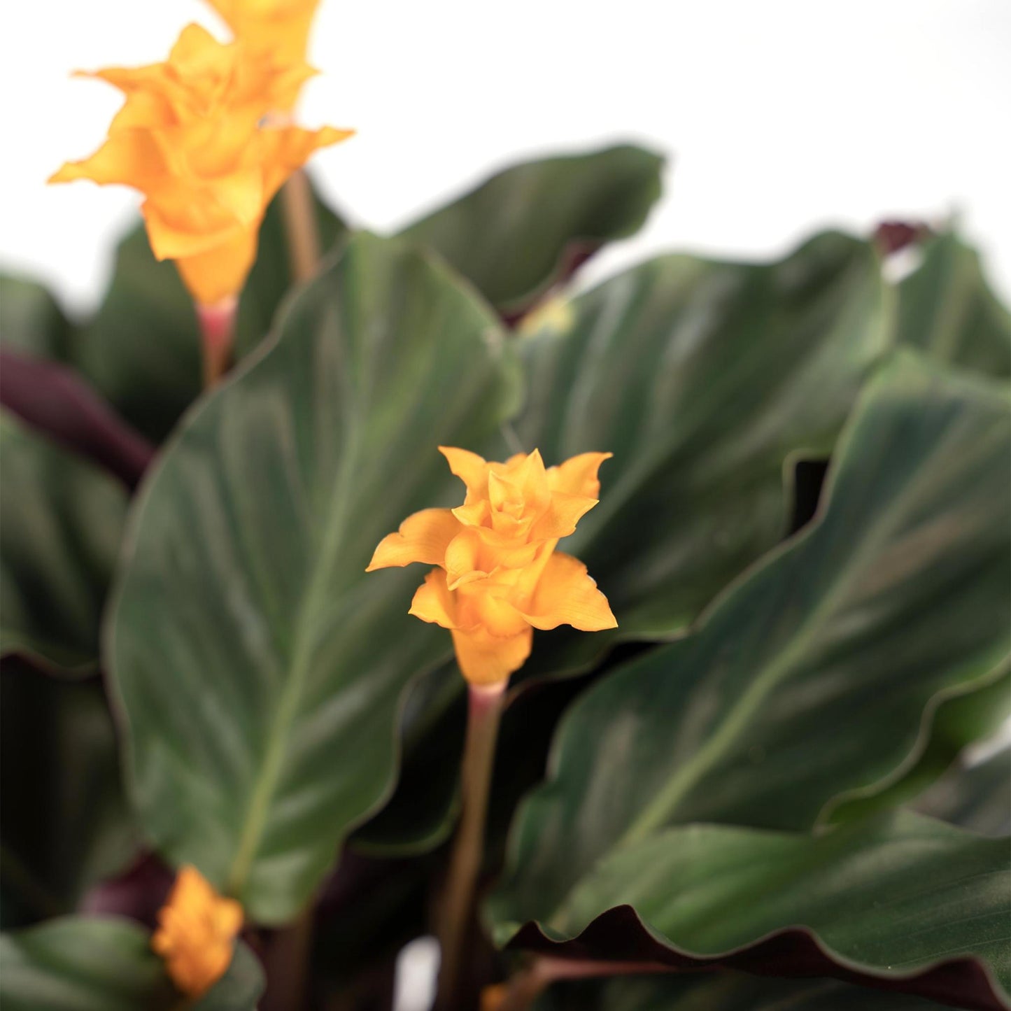 Calathea Crocata (Eeuwige Vlam) - Hoogte: 40cm - Potmaat: ø14cm