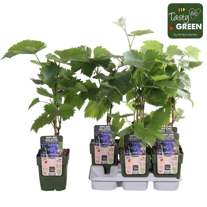 Tasty Green Biologische Vitis vinifera 'Boskoop Glory' (Druif) - Hoogte: 45cm - Potmaat: Ø13cm